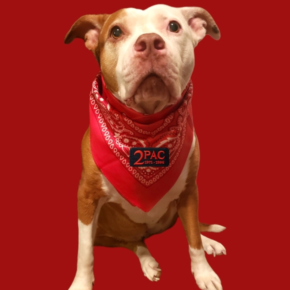 tupac dog bandana